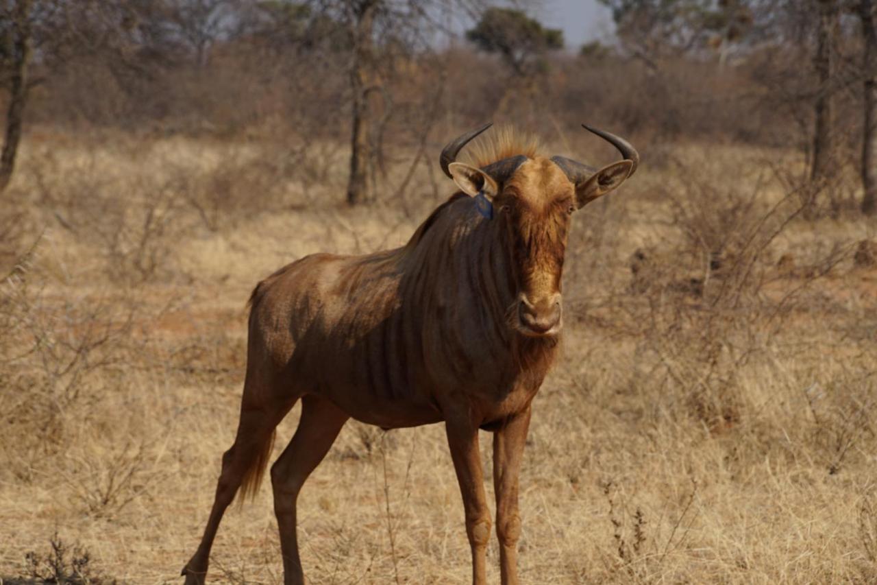 Beauty Kwele Game Lodge מראה חיצוני תמונה