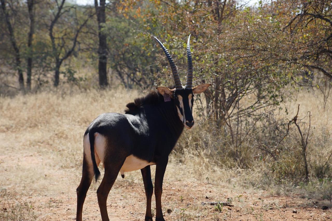 Beauty Kwele Game Lodge מראה חיצוני תמונה