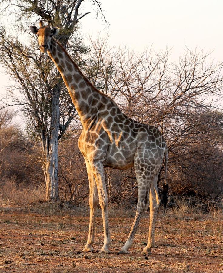 Beauty Kwele Game Lodge מראה חיצוני תמונה