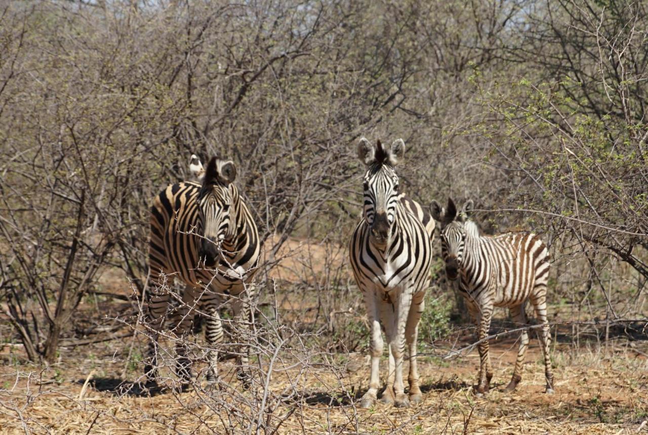 Beauty Kwele Game Lodge מראה חיצוני תמונה