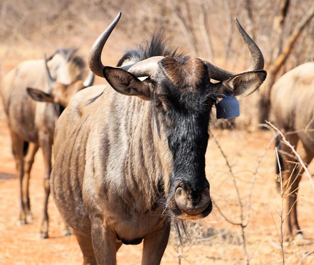 Beauty Kwele Game Lodge מראה חיצוני תמונה